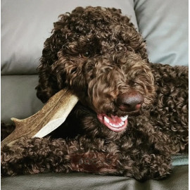 4DOGS Gryzak z poroża daniela XL