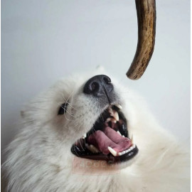 4DOGS Gryzak z poroża XXL hard