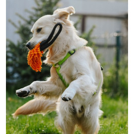 Dingo Zabawka dla psa - Szarpak Mop z rączką bungee pomarańczowy