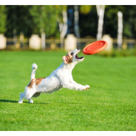 Collar PitchDog24 Latający dysk 24cm pomarańczowy