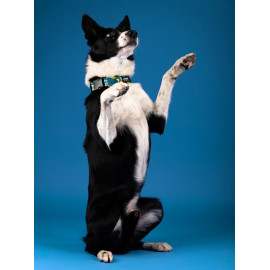 CHABA Obroża regulowana Story III XL Carnival