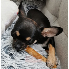 4DOGS Gryzak z drzewa kawowego M