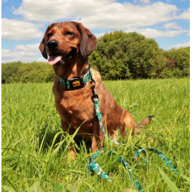 Dingo Obroża regulowana City - Monstera 2,0cm/45cm