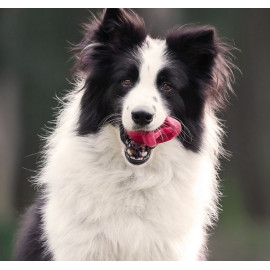 PetDreamHouse Zabawka gumowa Geo-Astro Rolly czerwona