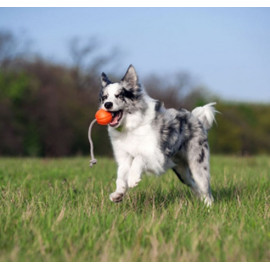 Collar Liker7 Cord o średnicy 7cm