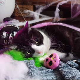 Dingo Zabawka dla kota - Wędka Upiorek