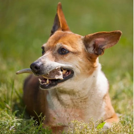 4DOGS Gryzak z poroża XS hard