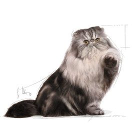 Royal Canin Persian Adult karma mokra w pasztecie dla kotów dorosłych rasy perskiej saszetka 85g