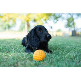 Kiwi Walker Let's Play Ball Mini piłka pomarańczowa