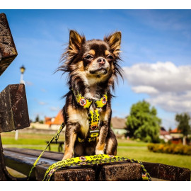 Dingo Szelki dwupaskowe Guard City - Nie Dotykaj rozmiar S
