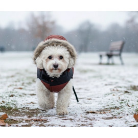 Zolux Kurtka puchowa dla psa New Mountain R.40 ceglasta