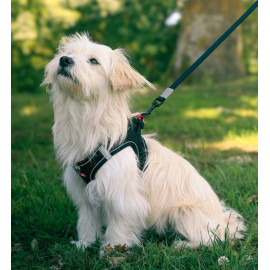 Zolux Szelki oddychające z siatki S czarne