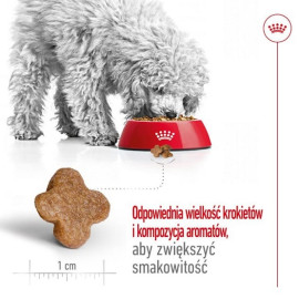 Royal Canin Mini Adult 8+ karma sucha dla psów starszych od 8 do 12 roku życia, ras małych 2kg
