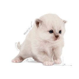 Royal Canin Babycat Milk pełnoporcjowy preparat mlekozastępczy dla kociąt do 2 miesiąca życia 300g