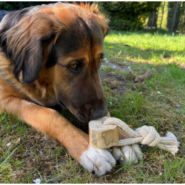 Dingo Psia-Kawka Gryzak z drewna kawowego sznur 1 węzeł 15cm